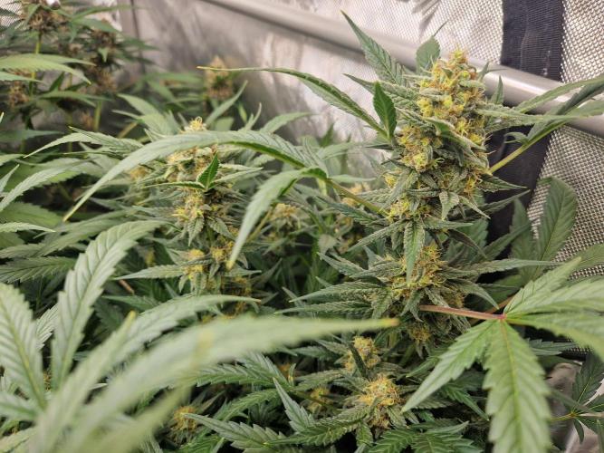 Grapefruit Auto by Fast Buds. Week 9 - day 60