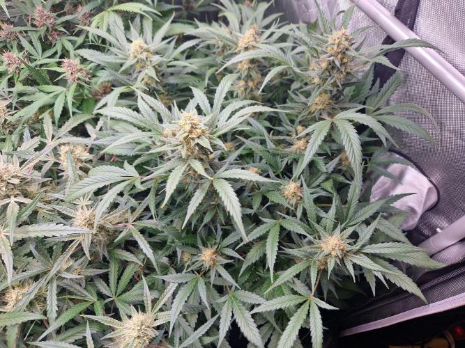 Grapefruit Auto by Fast Buds. Week 9 - day 60