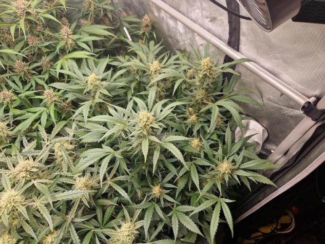 Grapefruit Auto by Fast Buds. Week 9 - day 60