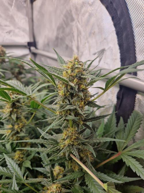 Grapefruit Auto. Week 9