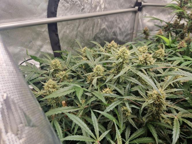 Gelato Auto by FastBuds. Week 10 - day 73