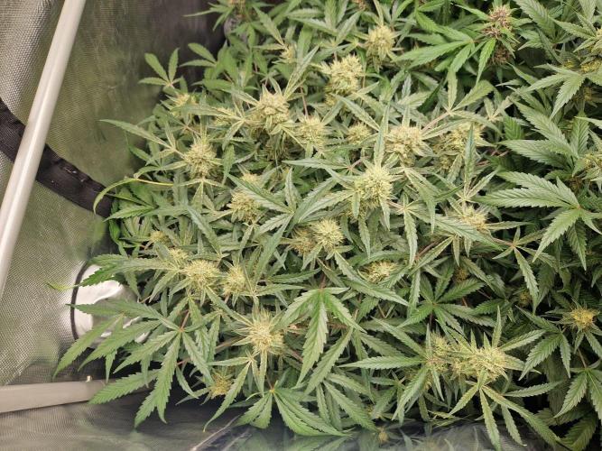 Gelato Auto by FastBuds. Week 10 - day 73