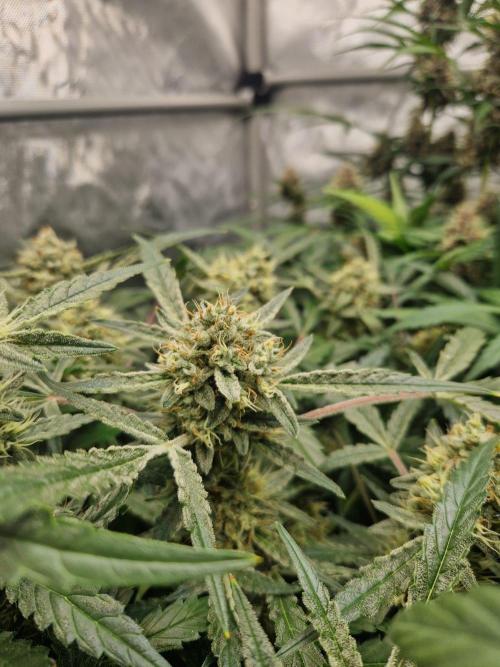 Gelato Auto by FastBuds. Week 10 - day 73