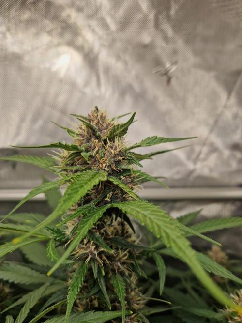 Purple Lemonade Auto by Fast Buds. Week 8 - day 55