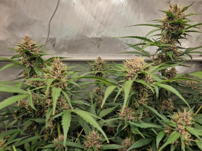 Purple Lemonade Auto by Fast Buds. Week 8 - day 55