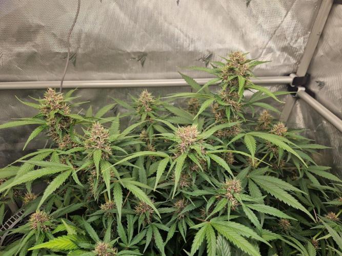 Purple Lemonade Auto. Week 8