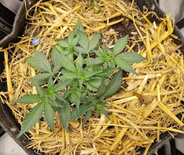 Purple Lemonade Auto RF3 by Fast Buds. Week 3 - day 27