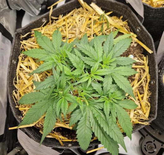 Strawberry Gorilla RF3 Auto by Fast Buds. Week 3 - day 27
