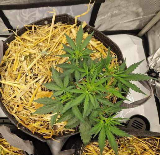 Strawberry Haze auto by Kannabia. Week 4 - day 28
