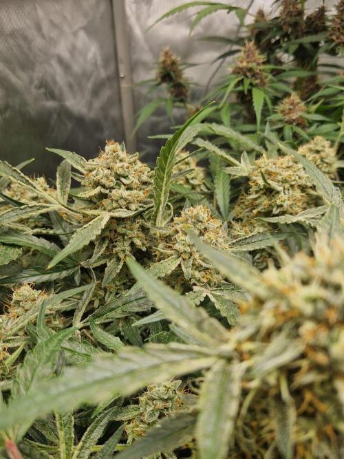 Gelato Auto by FastBuds. Week 11 - day 79
