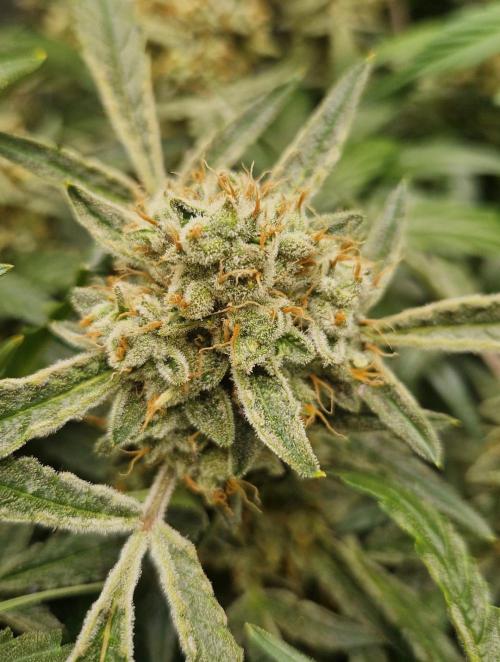 Gelato Auto by FastBuds. Week 11 - day 79