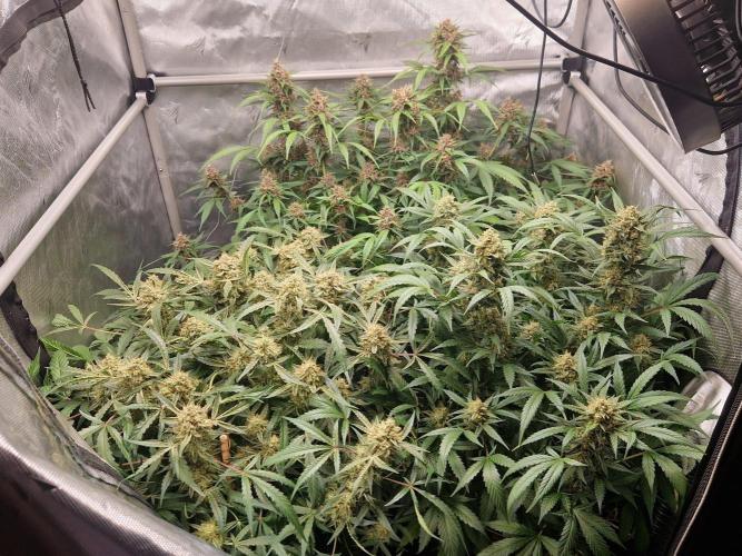 Gelato Auto. Week 11