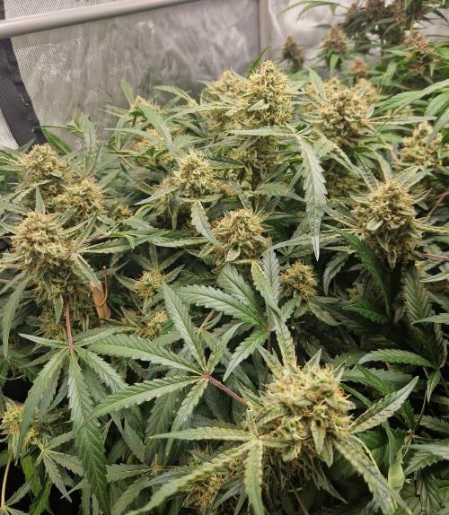 Gelato Auto by FastBuds. Week 11 - day 79