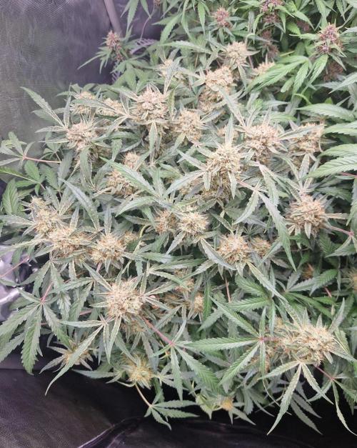 Gelato Auto by FastBuds. Week 11 - day 79