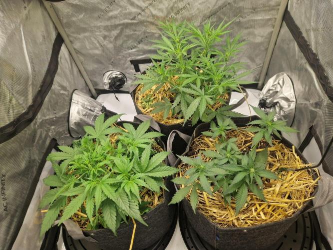 Strawberry Haze auto by Kannabia. Week 4 - day 32 tent