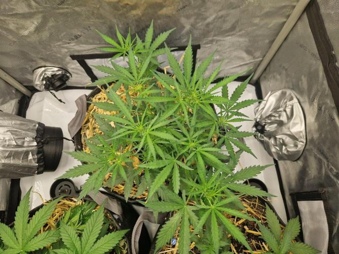 Strawberry Haze auto by Kannabia. Week 4 - day 32