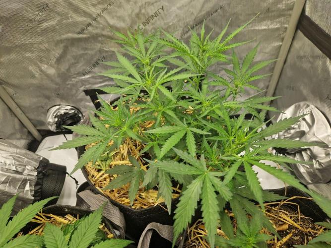 Strawberry Haze auto by Kannabia. Week 4 - day 32