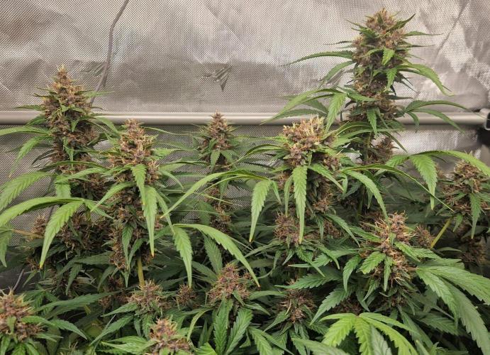 Purple Lemonade Auto by Fast Buds. Week 8 - day 61