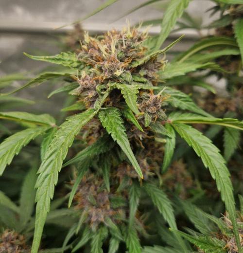 Purple Lemonade Auto by Fast Buds. Week 8 - day 61