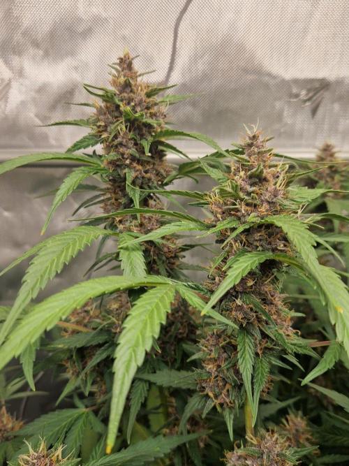 Purple Lemonade Auto by Fast Buds. Week 8 - day 61