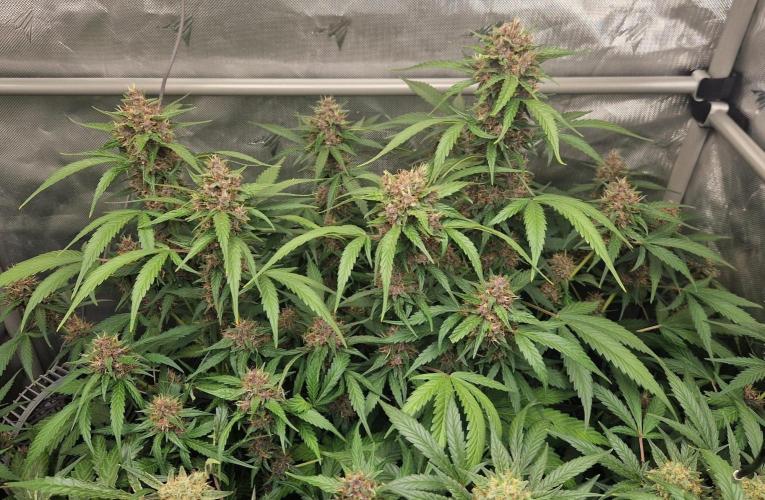 Purple Lemonade Auto by Fast Buds. Week 8 - day 61
