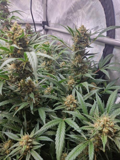Grapefruit Auto by Fast Buds. Week 9 - day 66