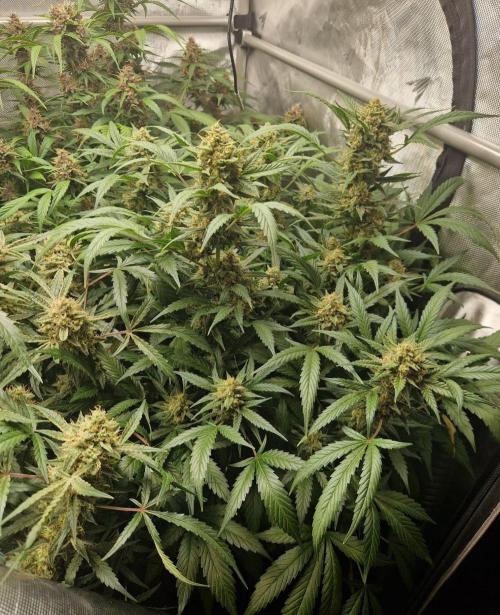 Grapefruit Auto by Fast Buds. Week 9 - day 66