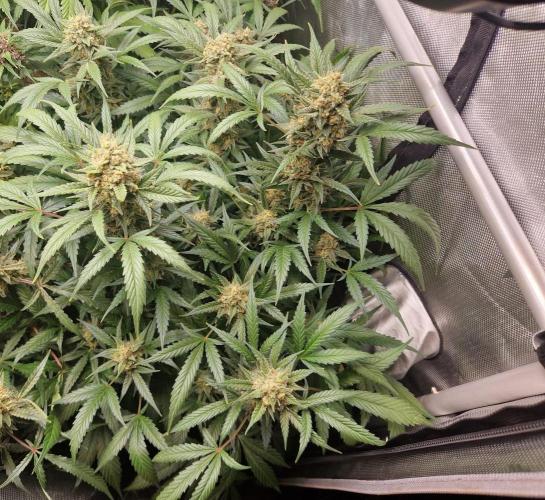 Grapefruit Auto by Fast Buds. Week 9 - day 66