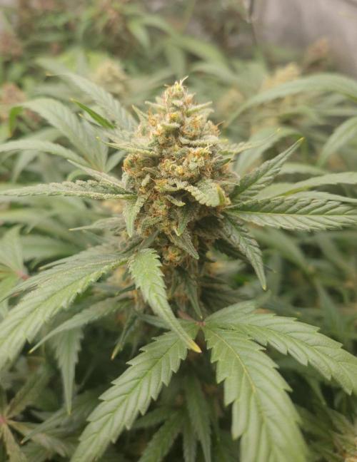 Grapefruit Auto by Fast Buds. Week 9 - day 66