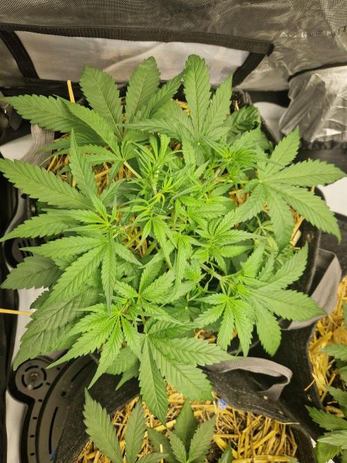 Strawberry Gorilla RF3 Auto by Fast Buds. Week 4 - day 31