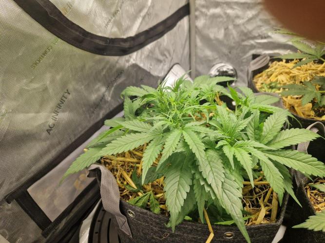 Strawberry Gorilla RF3 Auto by Fast Buds. Week 4 - day 31