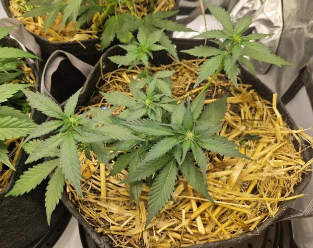 Purple Lemonade Auto RF3 by Fast Buds. Week 4 - day 31