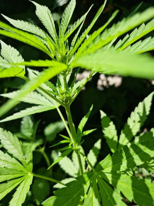 Northern Lights auto Sensi Seeds outdoor. Week 5 - day 38