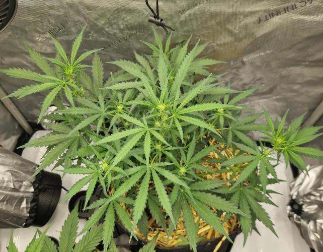 Strawberry Haze auto by Kannabia. Week 5 - day 35