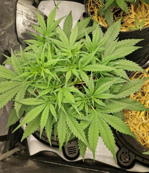 Strawberry Gorilla RF3 Auto by Fast Buds. Week 4 - day 34