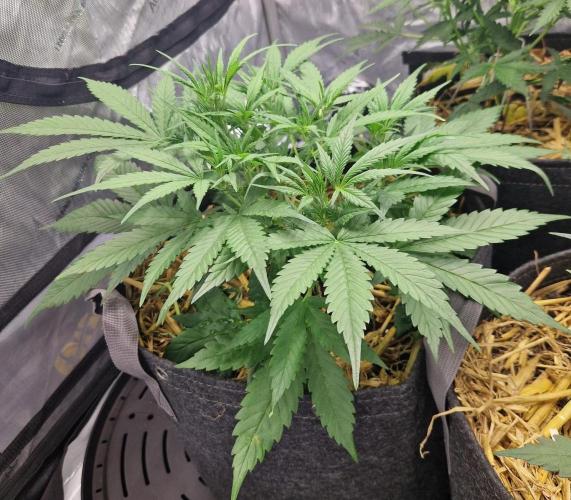 Strawberry Gorilla RF3 Auto by Fast Buds. Week 4 - day 34