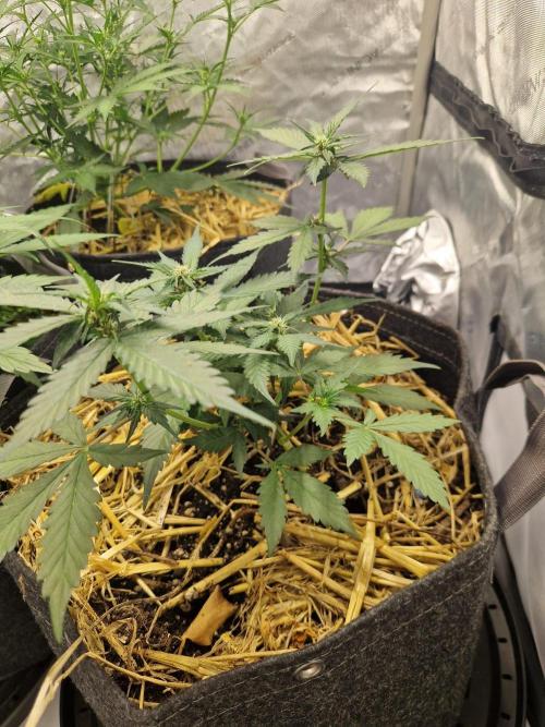 Purple Lemonade Auto RF3 by Fast Buds. Week 4 - day 34