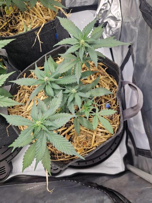 Purple Lemonade Auto RF3 by Fast Buds. Week 4 - day 34