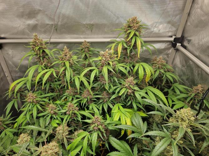 Purple Lemonade Auto by Fast Buds. Week 10 - day 70