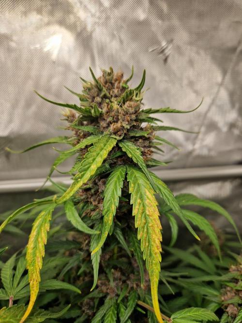 Purple Lemonade Auto by Fast Buds. Week 10 - day 70