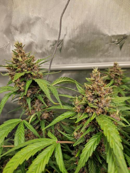 Purple Lemonade Auto by Fast Buds. Week 10 - day 70