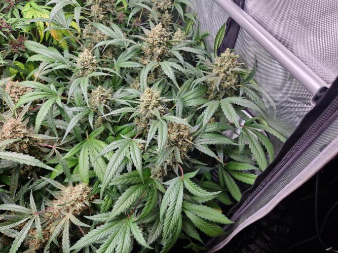 Grapefruit Auto by Fast Buds. Week 10 - day 75