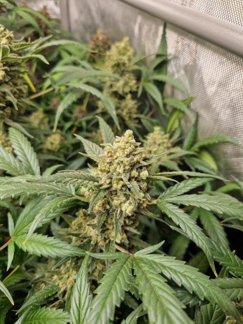 Grapefruit Auto by Fast Buds. Week 10 - day 75