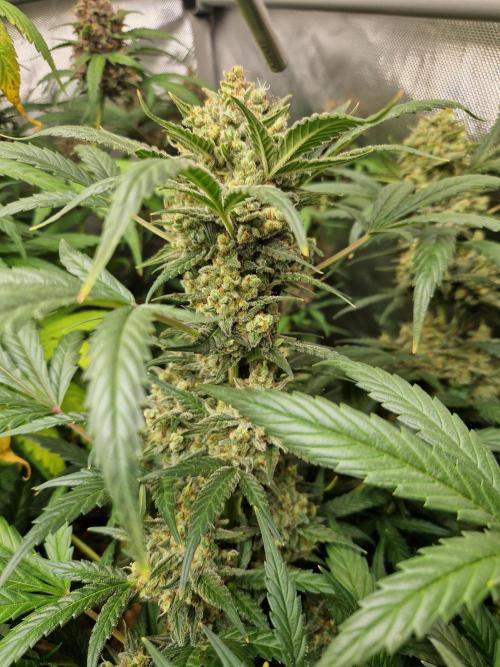 Grapefruit Auto by Fast Buds. Week 10 - day 75