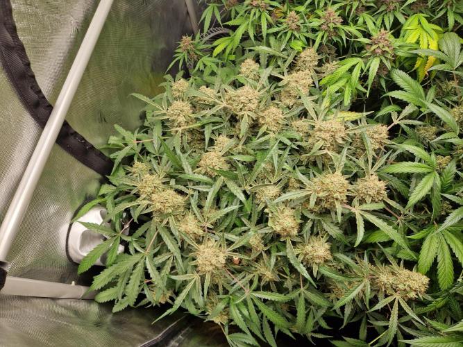 Gelato Auto by FastBuds. Week 12 - day 88
