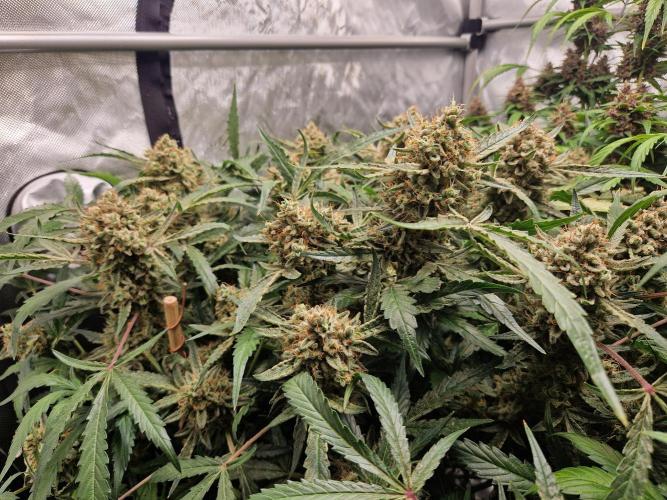 Gelato Auto by FastBuds. Week 12 - day 88