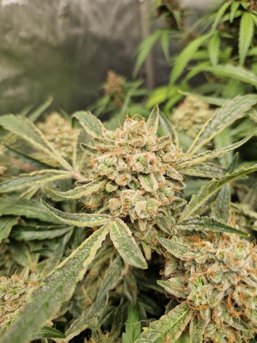 Gelato Auto by FastBuds. Week 12 - day 88