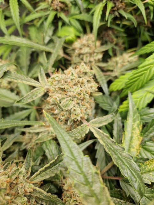 Gelato Auto by FastBuds. Week 12 - day 88
