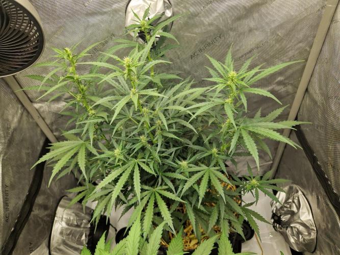 Strawberry Haze auto by Kannabia. Week 6 - day 41