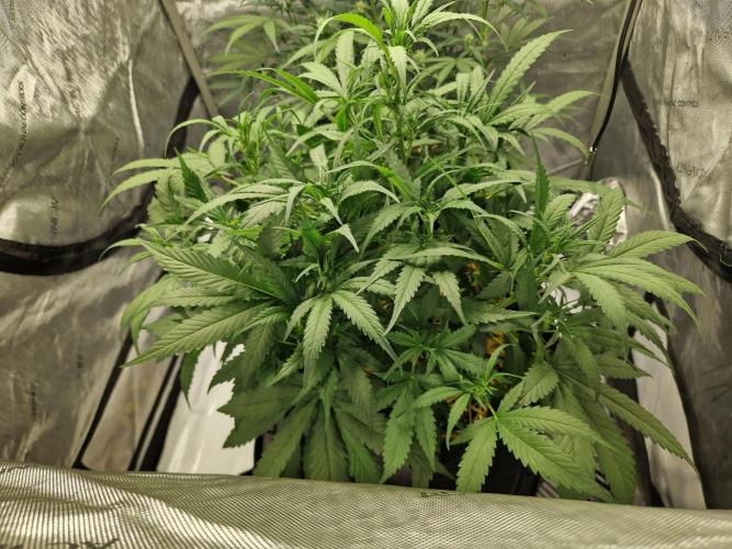 Strawberry Gorilla RF3 Auto by Fast Buds. Week 5 - day 40